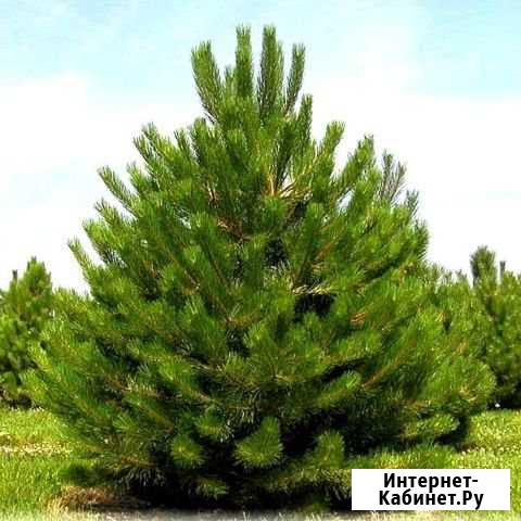 Новогодние елки оптом Кузнецк - изображение 1