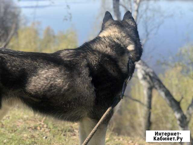 Предлагается для вязки Память Парижской Коммуны - изображение 1