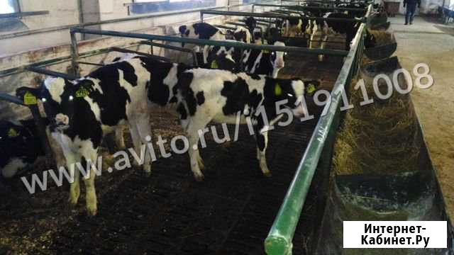 Совхознива продает телят от месяца И старше Совхоз Селезнёвский - изображение 1