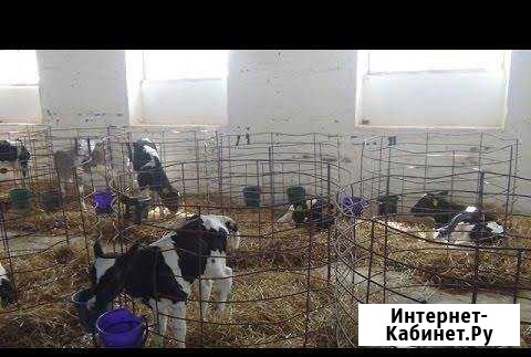 Телята молодняк Щекино - изображение 1