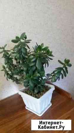 Денежное дерево Ульяновск