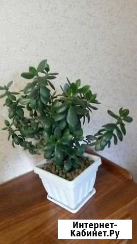 Денежное дерево Ульяновск - изображение 1