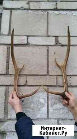 Рога Новосибирск