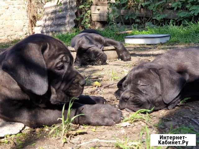 Кане корсо Кореновск - изображение 1
