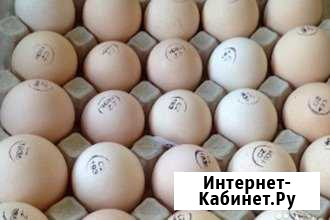 Инкубационное яйцо из России и Европы Истра - изображение 1