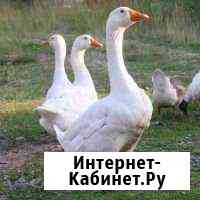 Продам гусей Челябинск