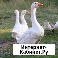 Продам гусей Челябинск - изображение 1