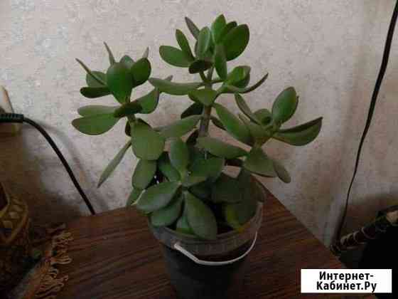 Толстянка Ульяновск