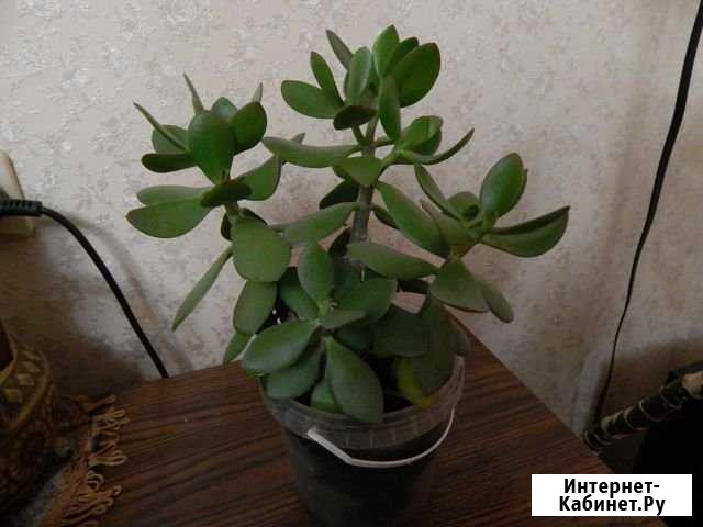 Толстянка Ульяновск - изображение 1