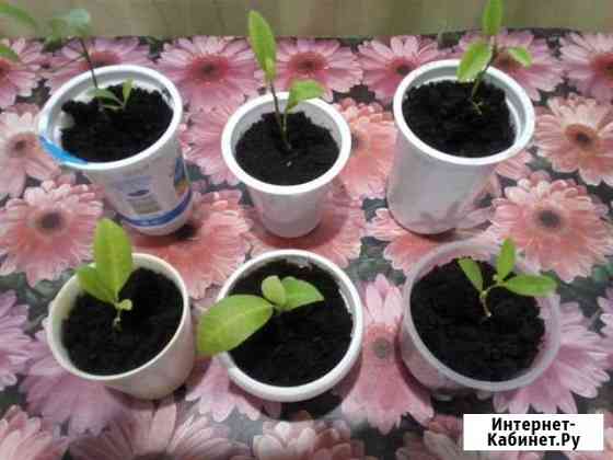 Мандарин Оренбург