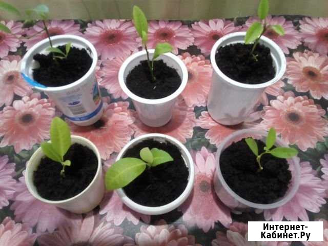 Мандарин Оренбург - изображение 1