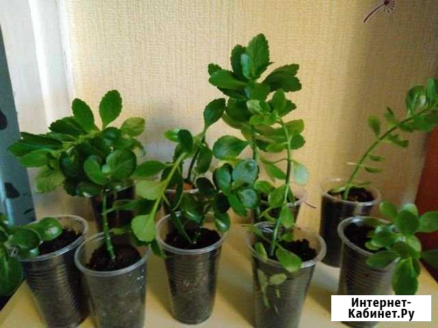Каланхоэ розовое ростки Томск - изображение 1