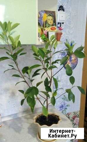 Фикус Волгоград - изображение 1