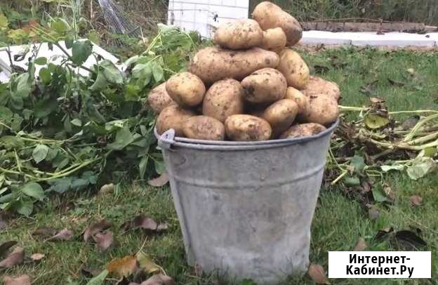 Деревенская картошка Чистополь - изображение 1
