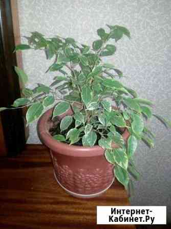 Фикус Кострома
