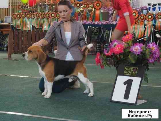 Бигль для вязки Новосибирск