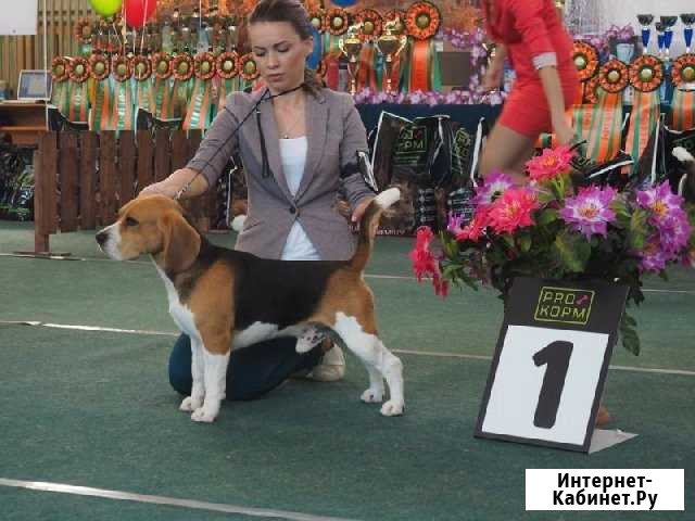 Бигль для вязки Новосибирск - изображение 1