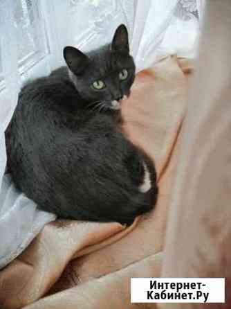 Кошка Тиля Тюмень