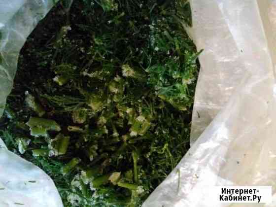 Укроп дрмашний замороженный Томск