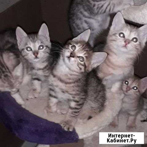 Клубные малыши курильского бобтейла Тверь - изображение 1