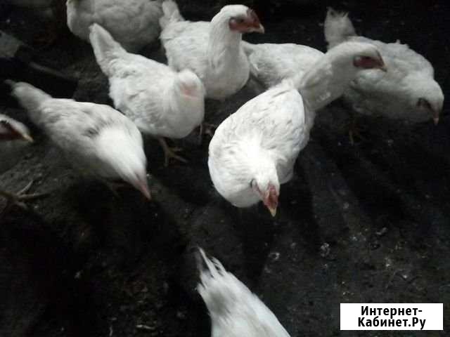 Продам животных с/х Белово - изображение 1