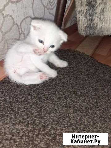 Британские котята Батайск - изображение 1