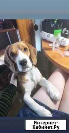 Бигль Санкт-Петербург