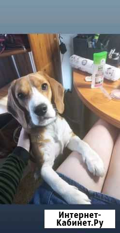 Бигль Санкт-Петербург - изображение 1