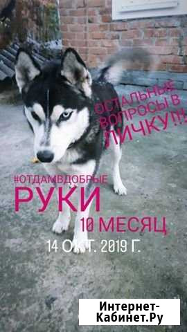 Хаски Новотроицкая - изображение 1