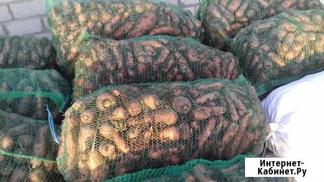 Морковка Елец - изображение 1