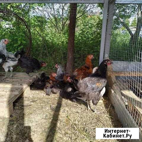 Куры-молодки. петухи Муром - изображение 1