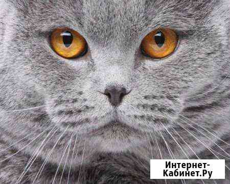 Отдам в добрые руки Красная Яруга
