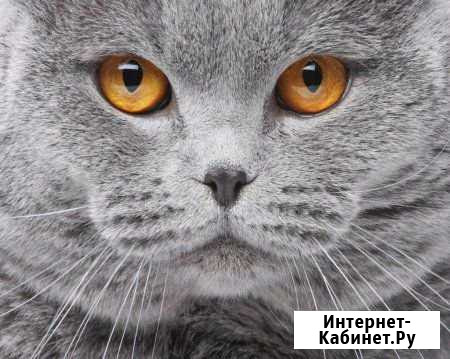 Отдам в добрые руки Красная Яруга - изображение 1