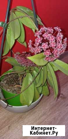 Хойя Курган - изображение 1