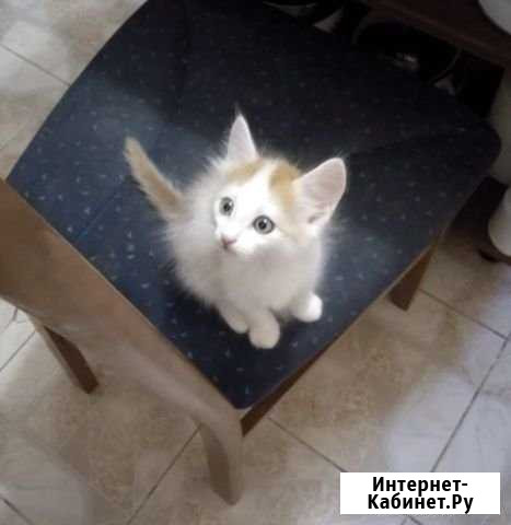 Котята в добрые руки :) Новый - изображение 1