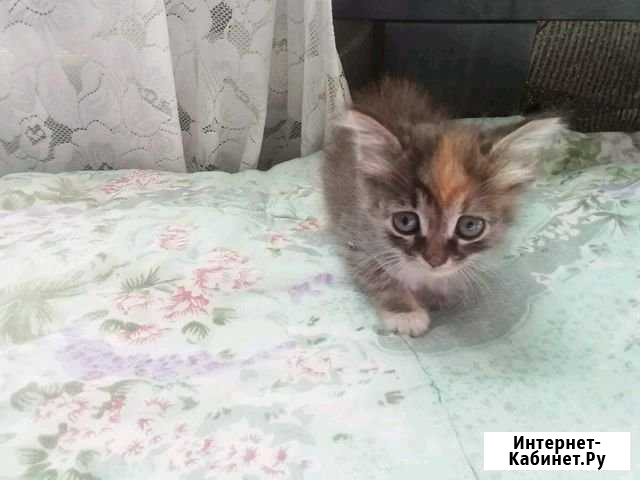 Котёнок Березанская - изображение 1