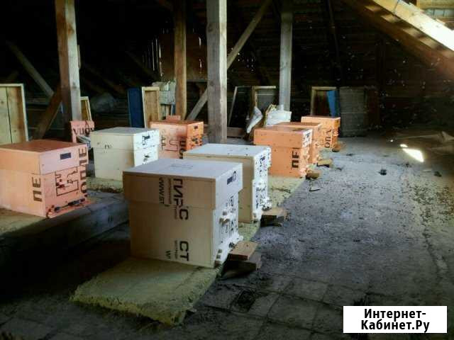Продажа пчел Томск - изображение 1