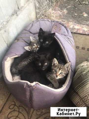 Котята в добрые руки Жуковский - изображение 1