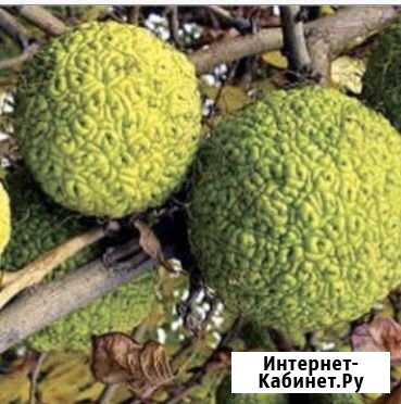 Адамово яблоко Обнинск - изображение 1