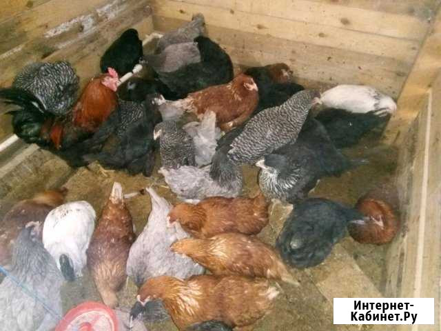 Курочки Кулебаки - изображение 1