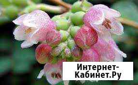 Снежноягодникироза Георгиевск