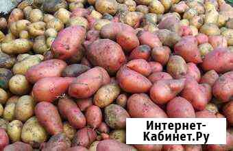 Семенной картофель Белогорск