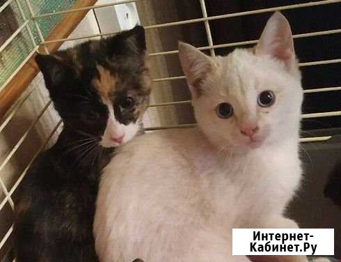 Отдам в добрые руки Архангельск - изображение 1