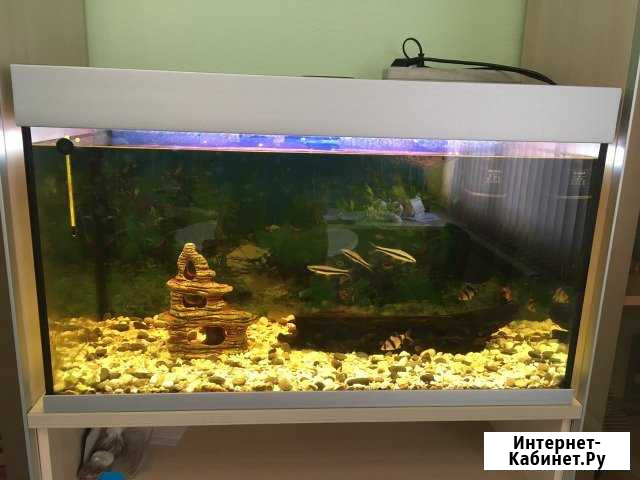 Продаётся аквариум 86*52*40 торг уместен Йошкар-Ола - изображение 1