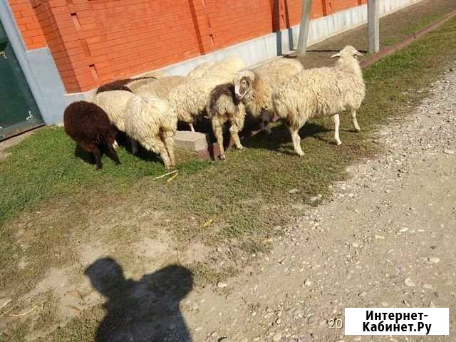 Баран Старые Атаги - изображение 1