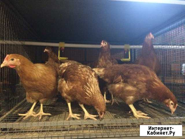 Куры- несушки (молодки), цыплята Рязань - изображение 1