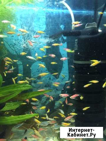 Данио GloFish Тамбов - изображение 1