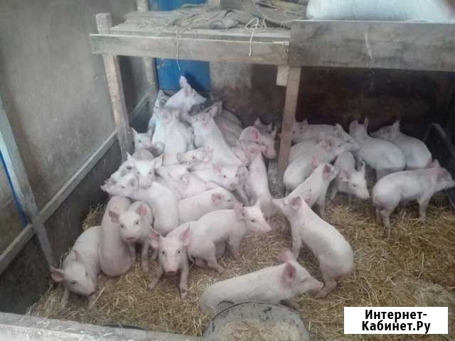 Поросята Касимовские Касимов - изображение 1