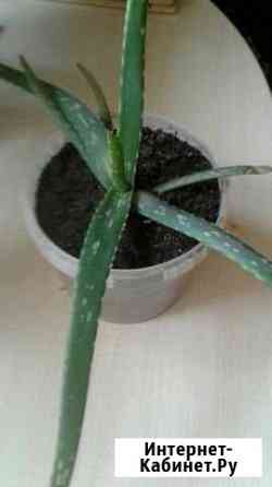 Алоэ Вера Красноярск