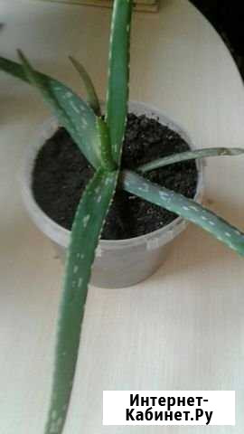 Алоэ Вера Красноярск - изображение 1